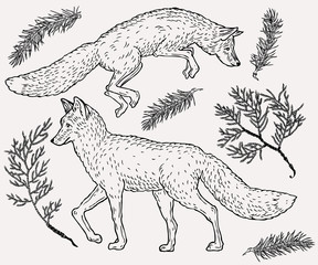 Hand drawn fox illustration with evergreen plant on background in vintage style.