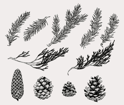 Botanical illustration of winter plants and cones in vintage style. Hand drawn collection of decoration element for cards, poster, invitation, prints.