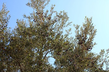 Olive tree in Aegen sea coast 