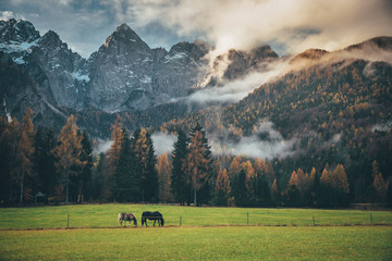 Dwa konie na zielonych pastwiskach pod dużymi górami - 232853459