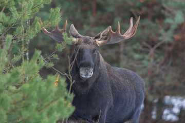 Mammal - bull moose (Alces)