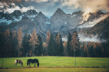 Awesome alpine highlands in sunny day. Horses grassing in fairy-tale Landscape in sunlit with...