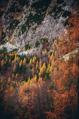 Autumn forest and rocks in mountains