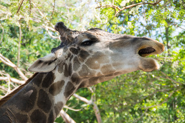 Khao Kheow Open Zoo in Pattaya