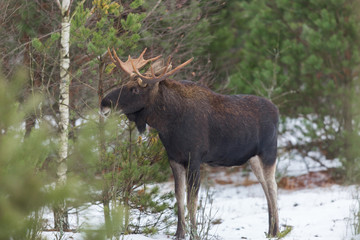 Mammal - bull moose (Alces)