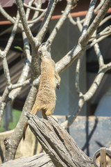 View of meerkat