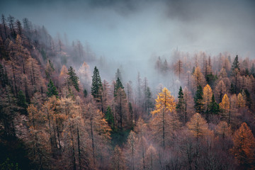 Autumn mist in forest. Aerial view in alps. Slovenia.