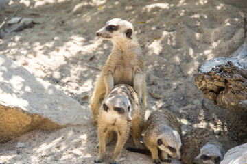 Fototapeta premium View of meerkats