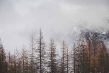 Autumn trees in misty mountains. Julian Alps, Slovenia