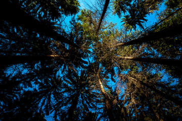 A view of tree crowns during the autumn day in the middle of a deep forest full of colors