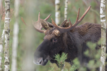 Mammal - bull moose (Alces)
