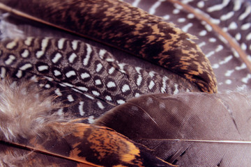 Abstract Nature Texture Background. Feathers Texture, Close-Up. Colorful Pattern Of Bird Feathers.
