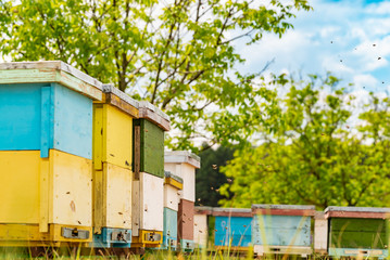 Fototapeta na wymiar Row of wooden beehives for bees. An apiary in a field among green grass with bees bringing pollen for honey in a summer day