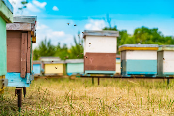 Fototapeta na wymiar Colourful hive of bees on a meadow in summer. Hives in an apiary with bees flying to the landing boards. Apiculture