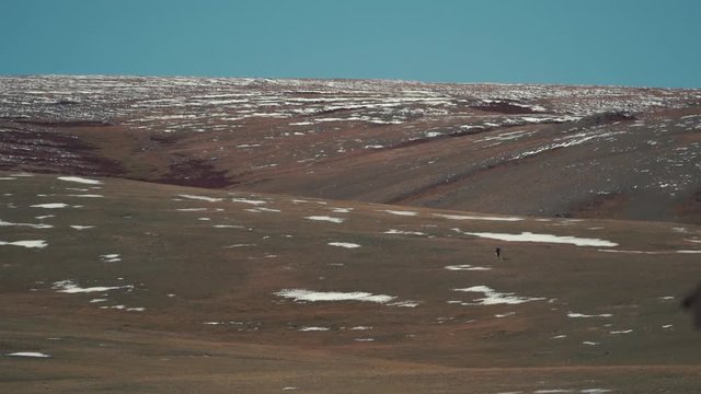 The argali (the mountain sheep, wild sheep) is on a snowy mountainside. Saylyugemsky National Park. Long shot