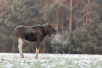 Mammal - bull moose (Alces)