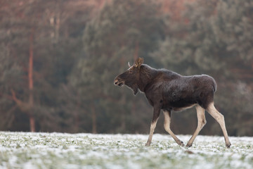 Mammal - bull moose (Alces)