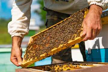 Man hands hold a frame of a bee hive. The beekeeper inspecting honeycomb frame at apiary. Beekeeping concept.