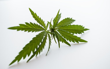 Cannabis leaf, medical marijuana. Cannabis flowers and seeds in green field with back light....