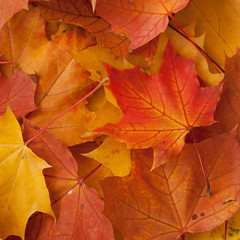 beautiful bright fallen maple leaves in autumn park or forest