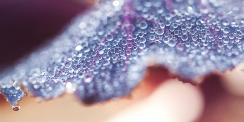 beautiful leaf of a plant with drops of dew in a fresh cool morning