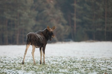 Mammal - bull moose (Alces)