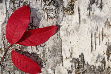 Decorative composition with red leaves and birchbark as background