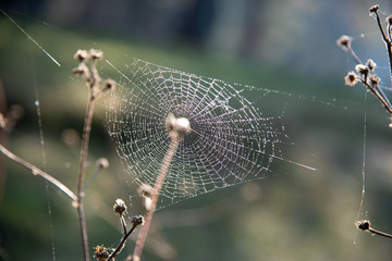 spider on web