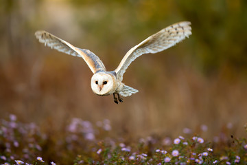 Schleiereule im Flug
