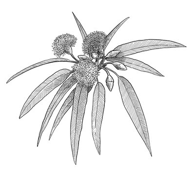 Eucalyptus leaf and flower illustration, drawing, engraving, ink, line art, vector