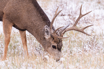 Mule Deer Buck Munching Grass in the Snow. Wild Deer on the High Plains of Colorado