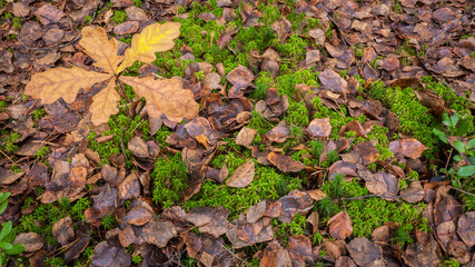 Autumn Fallen Leaves and Oak Seedling on Green Moss