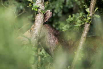 Mammal - bull moose (Alces)