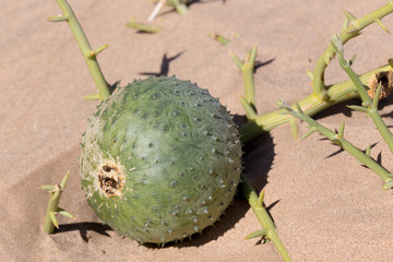 green nara fruit Namibia