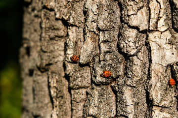 Several ladybirds and bark of a tree.