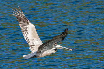 Flying pelican with extended wings