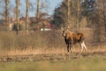 Mammal - bull moose (Alces)