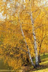 The two birch trees with yellow foliage, growing on the bank of the pond.