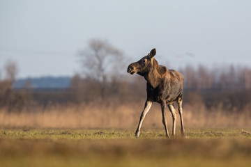 Mammal - bull moose (Alces)