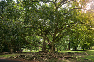 Very large spreading tree in Asia.