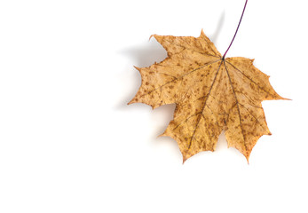 autumn maple leaf isolated on white background