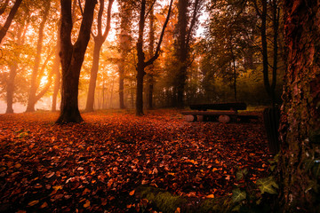 Magic morning in the autumn forest