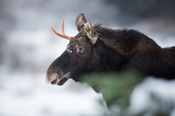 Mammal - bull moose (Alces)