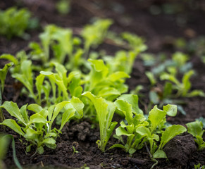Just growing fresh green salad in the spring time on the black soil
