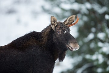 Mammal - bull moose (Alces)