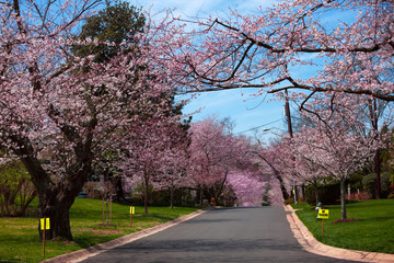 Sakura Cherry Blossom