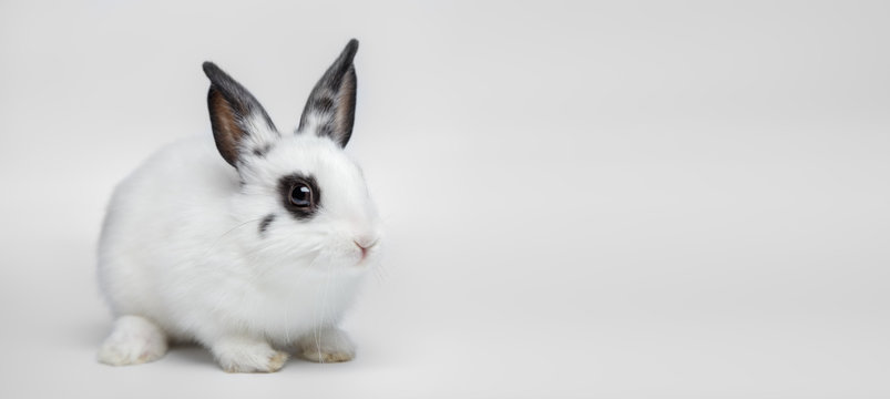 Little dwarf white rabbit sitting on white background