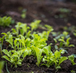 Just growing fresh green salad in the spring time on the black soil