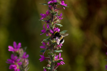 Hummel