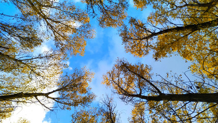 Crowns of yellow autumn poplar trees against a blue sky